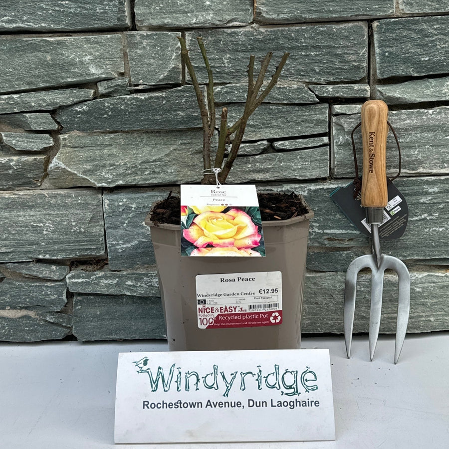 Rosa Peace - Roses - Windyridge Garden Centre
