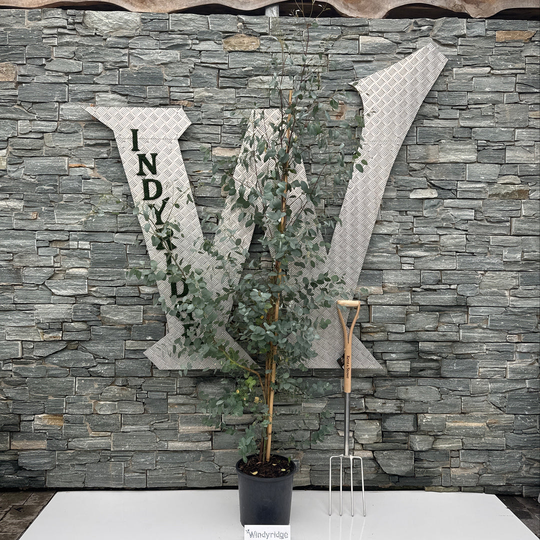 EUCALYPTUS GUNNII 18lt