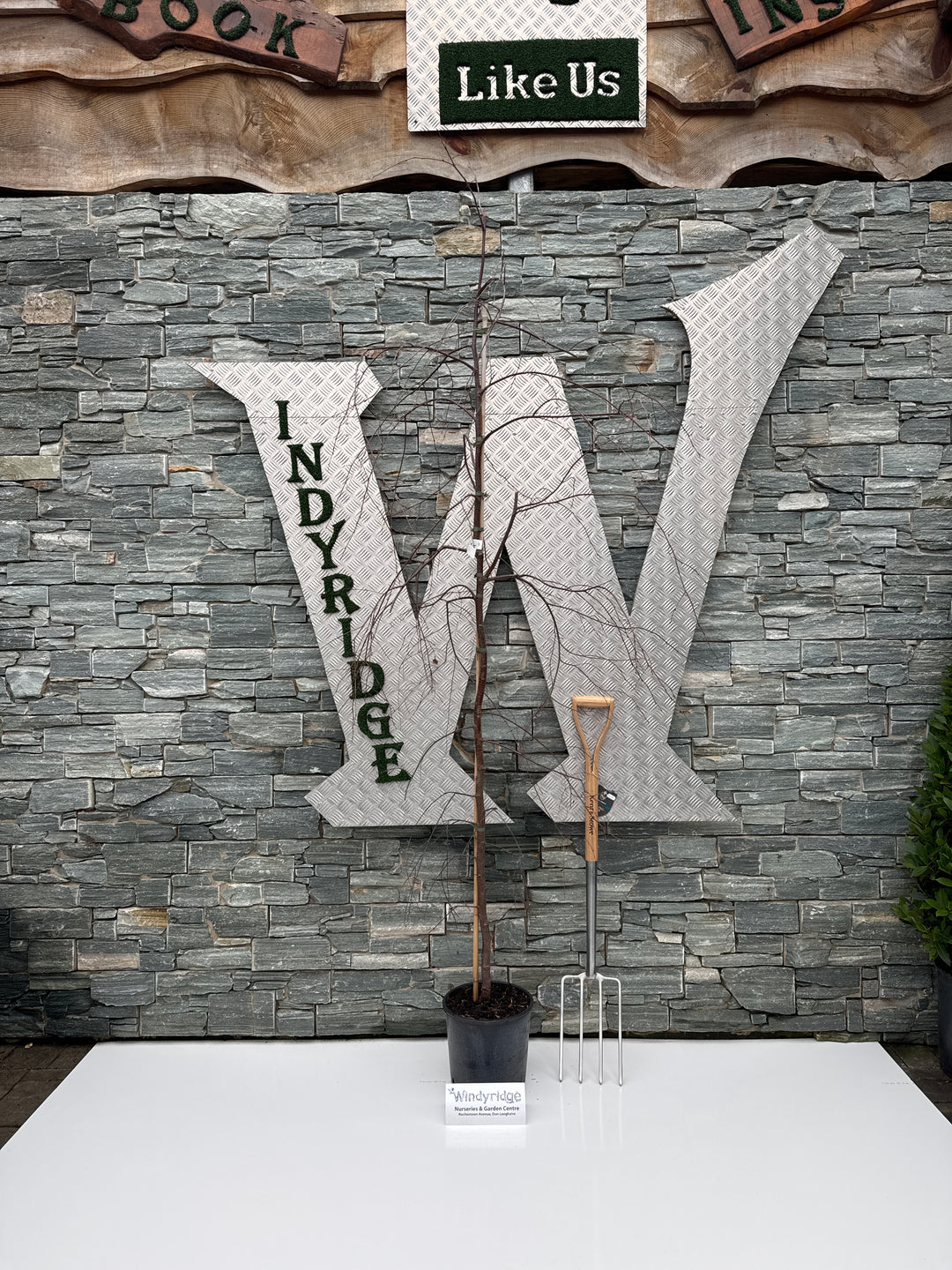 BETULA PENDULA YOUNGII