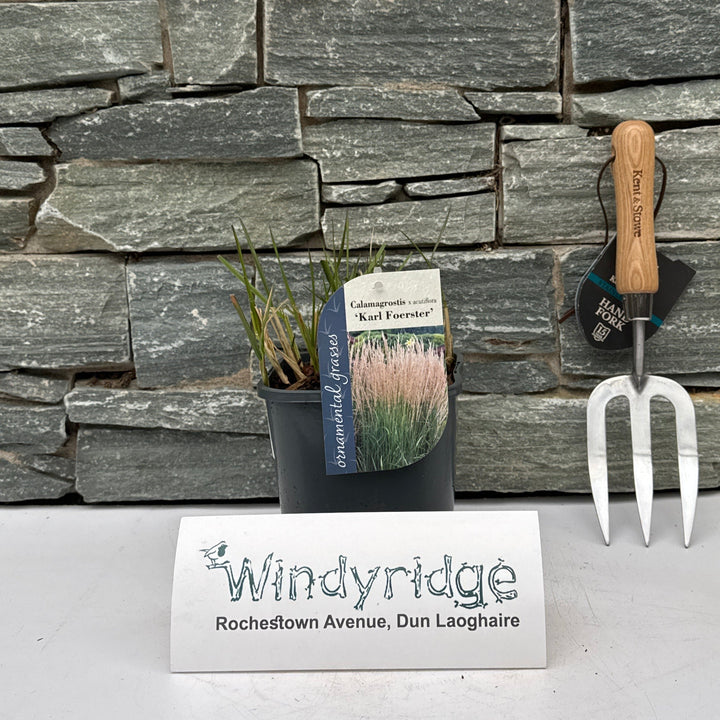 Calamagrostis acut. Karl Foerster  2L, square pot