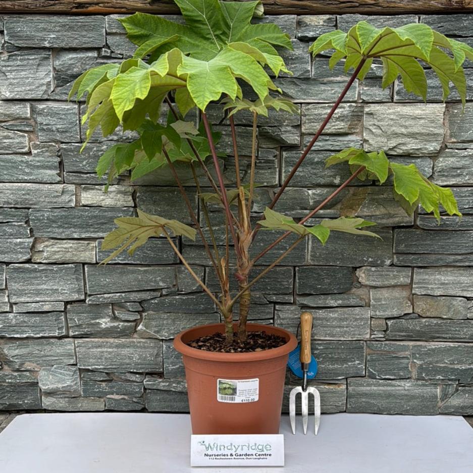 rice paper plant indoors Buy Tetrapanax Papyrifer Online