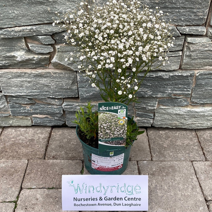 Babys Breath Gypsophila Paniculata White Festival (2Ltr Pot)