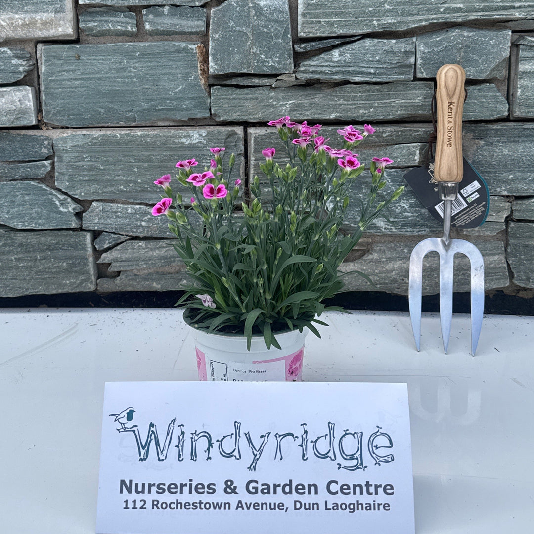 Dianthus 'Pink Kisses' 12 cm - Herbaceous - Windyridge Garden Centre