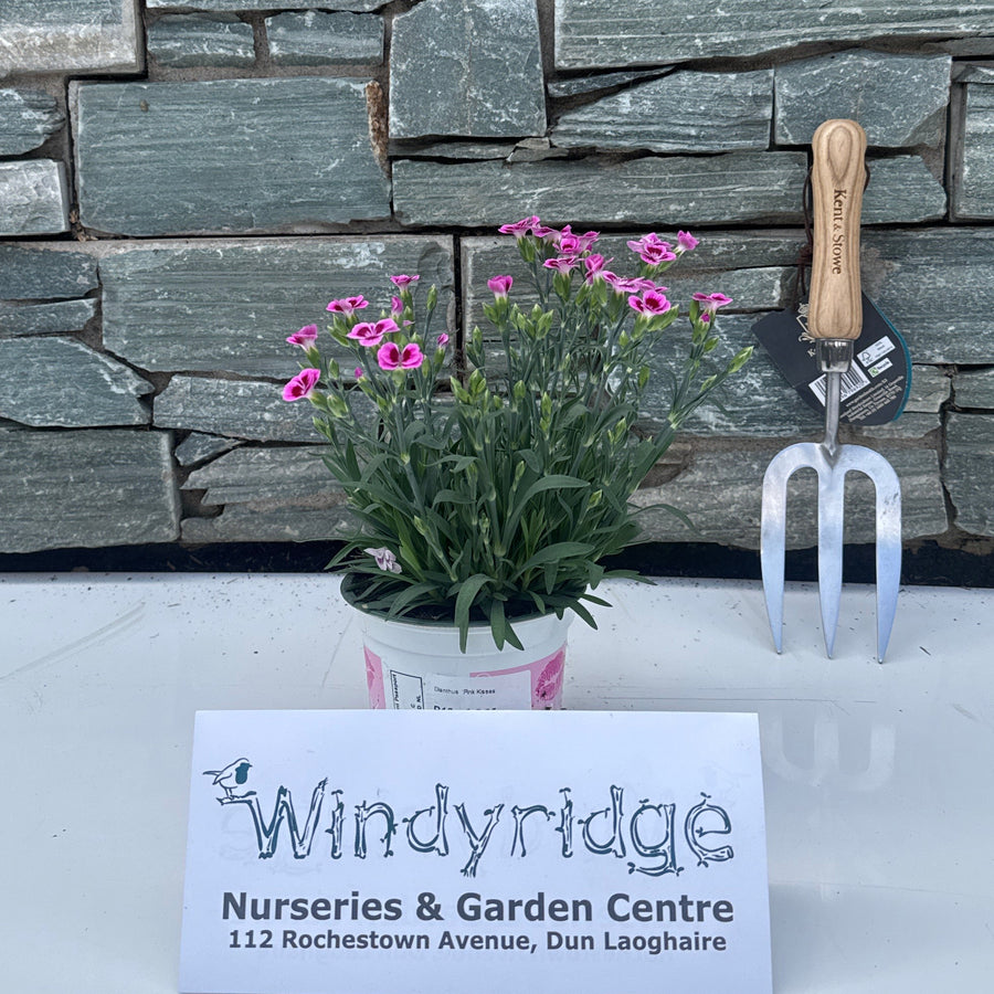 Dianthus 'Pink Kisses' 12 cm - Herbaceous - Windyridge Garden Centre