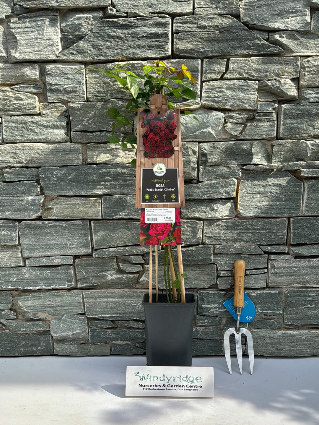 Rosa (K) Pauls Scarlet Climber  S-pot(2,25 L)