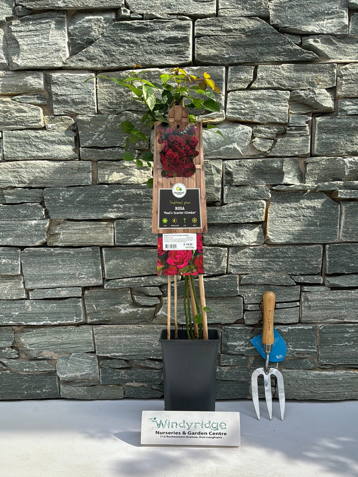 Rosa (K) Pauls Scarlet Climber  S-pot(2,25 L)