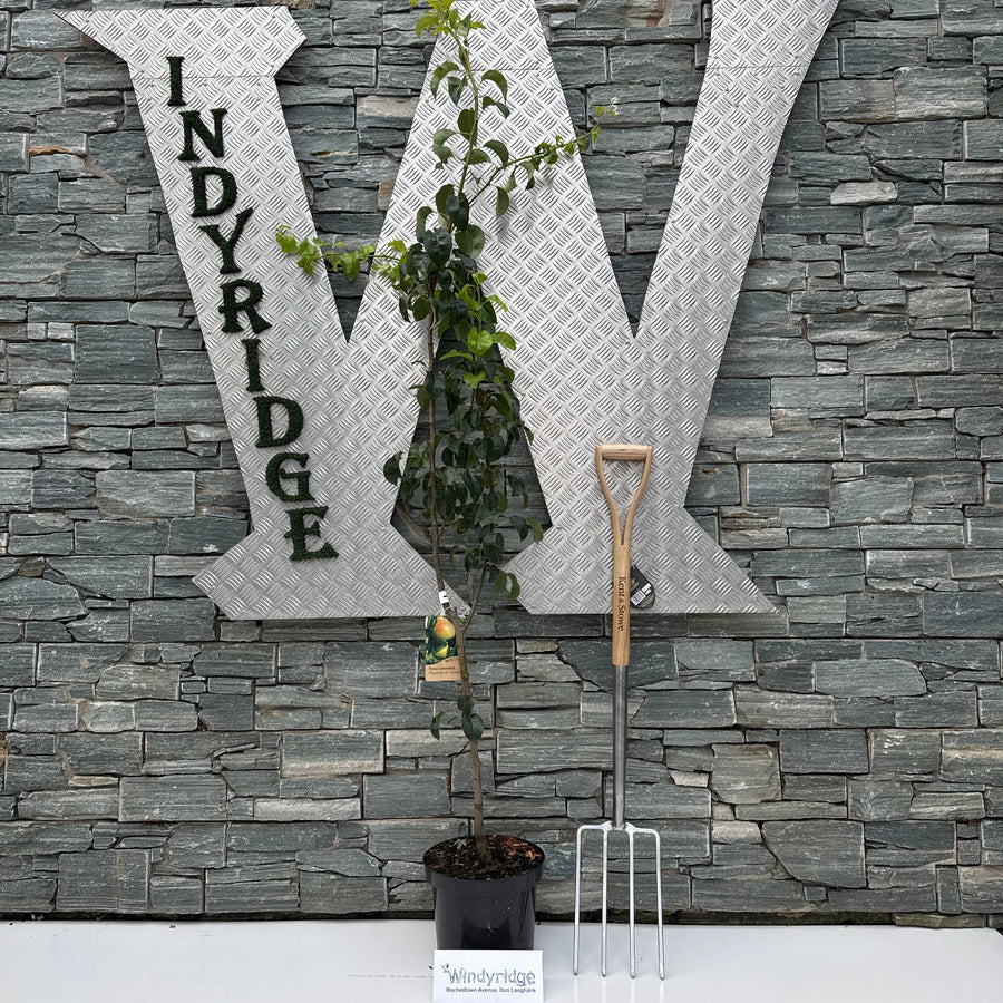 Pyrus C. Doyenne Du Comice - Trees - Windyridge Garden Centre