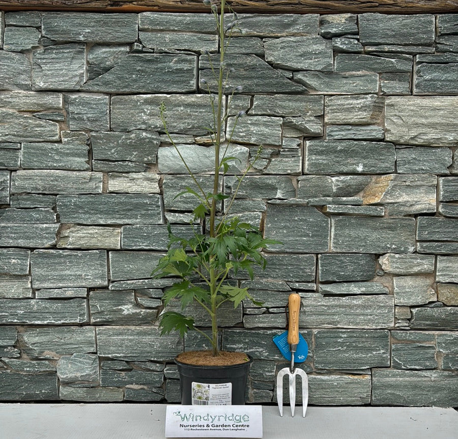 Delphinium  Highlander Samba - Herbaceous - Windyridge Garden Centre