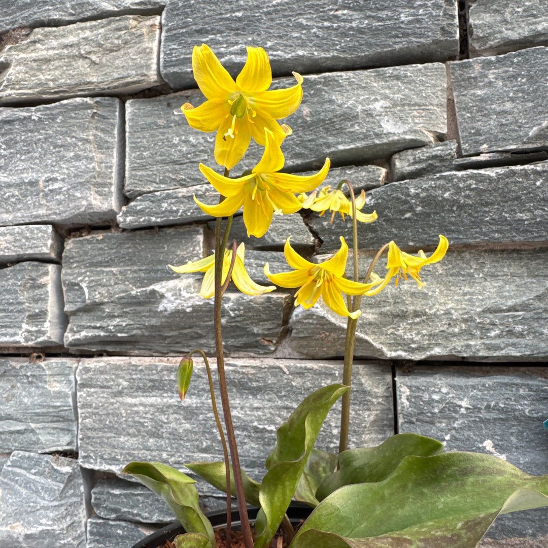 ERYTHRONIUM Pagoda