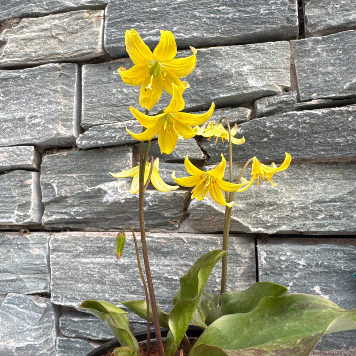 ERYTHRONIUM Pagoda