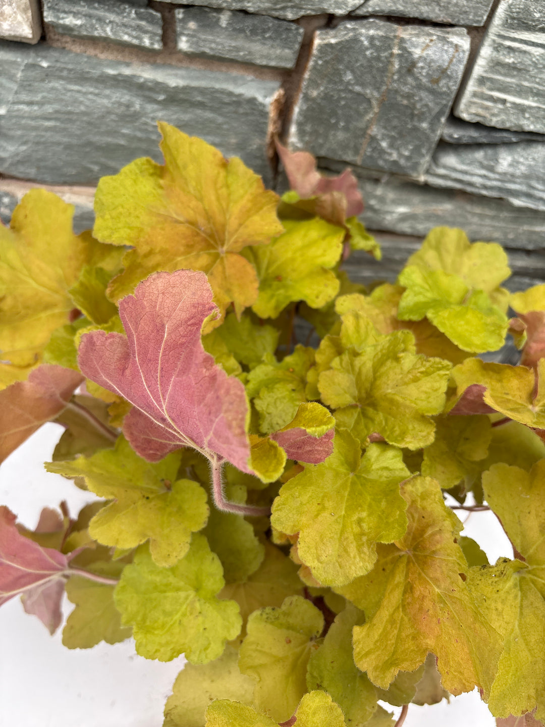 HEUCHERA 'Caramel' 3L