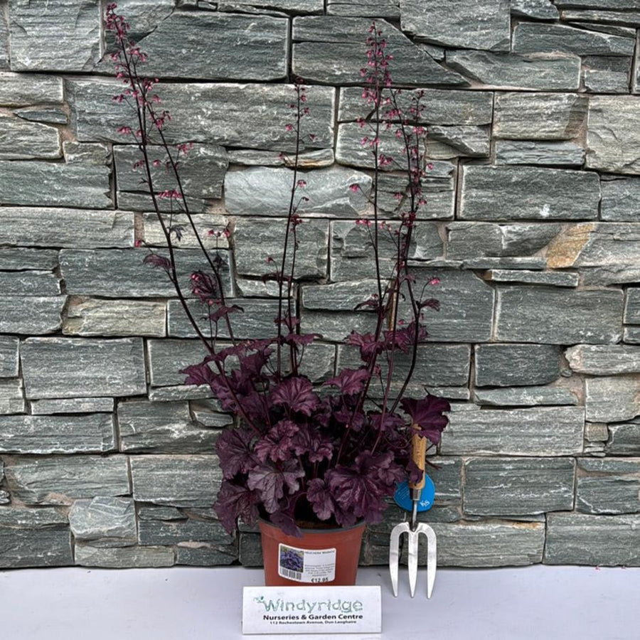 Heuchera Wildberry - Herbaceous - Windyridge Garden Centre