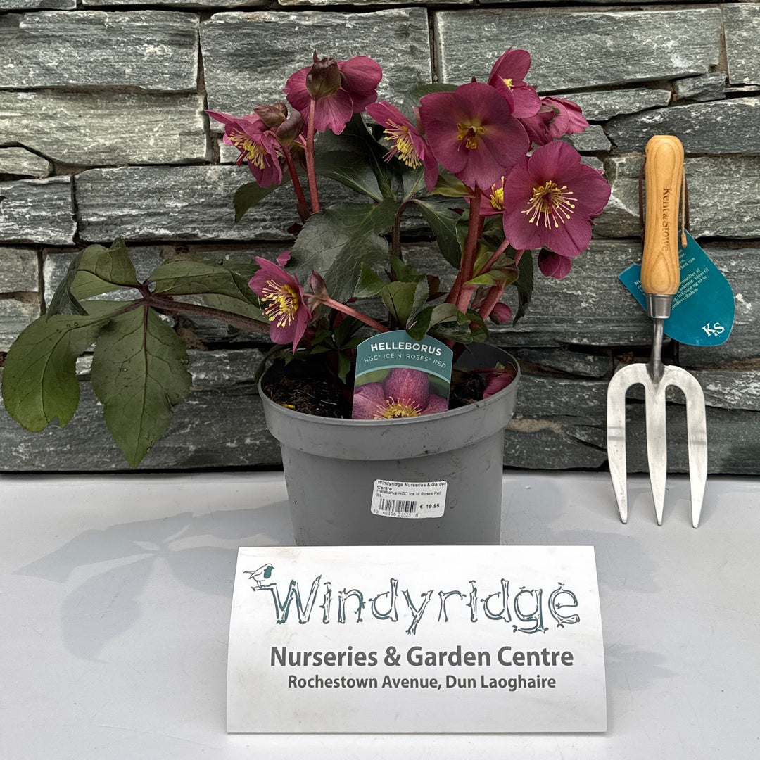 Helleborus HGC Ice N  Roses Red