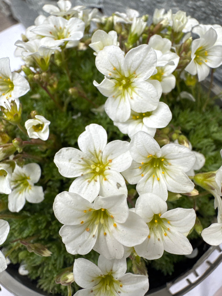Saxifraga Pixie White