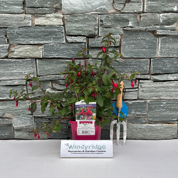 Fuchsia Mrs Popple