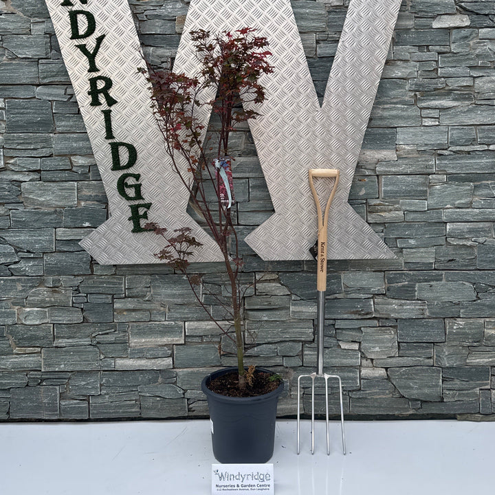 Acer pal. Twomblys Red Sentinel 100-125 cm Deco 15L. bush