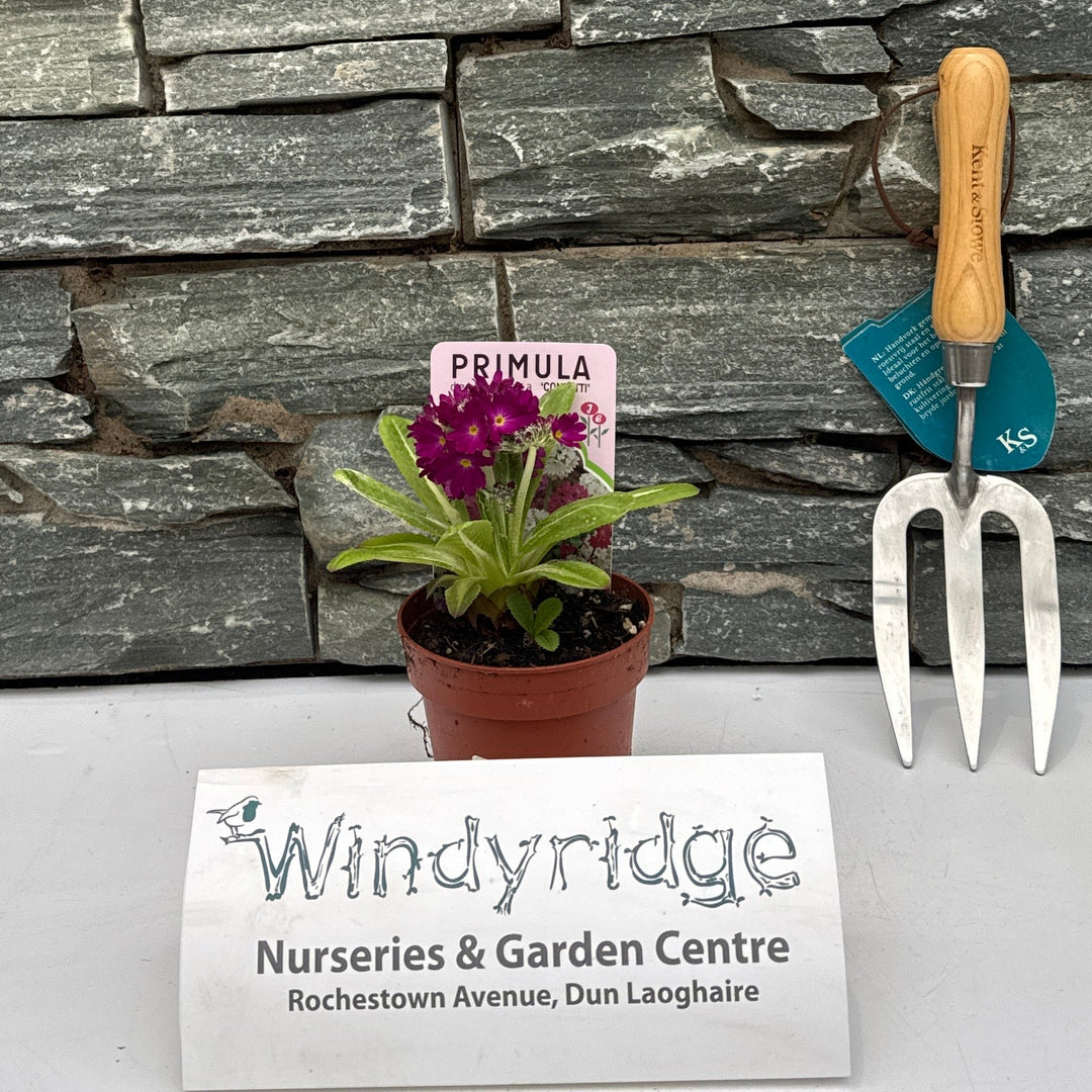 Primula Denticulata Mix - Bedding - Windyridge Garden Centre