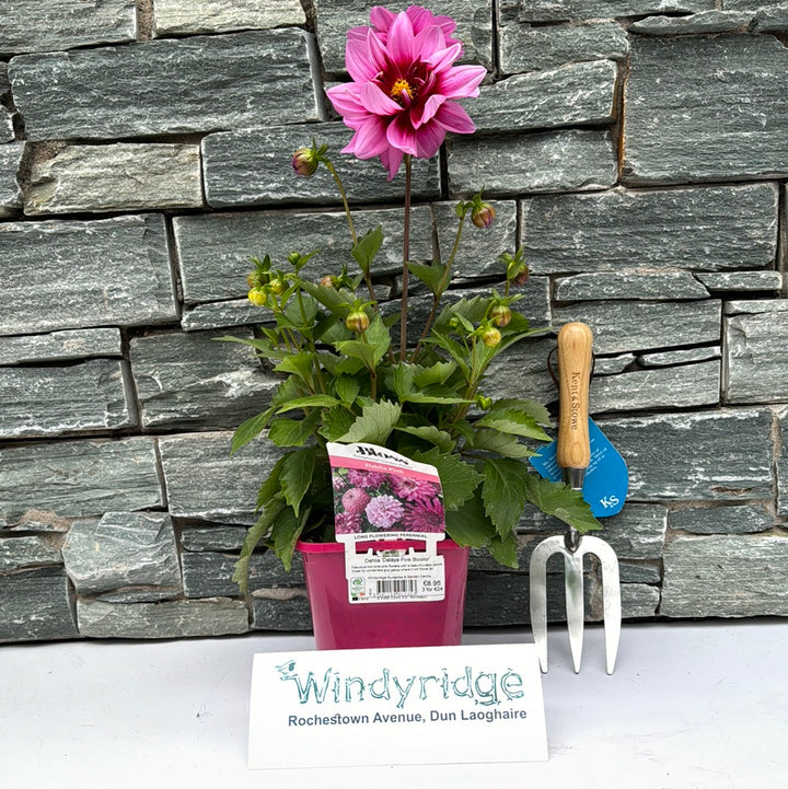 Dahlia Dalaya Pink Bicolor
