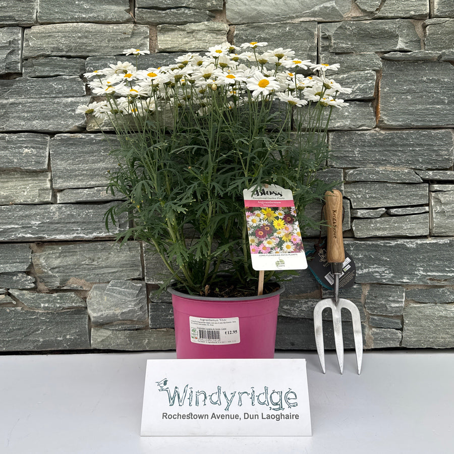 Argyranthemum White - Shrubs - Windyridge Garden Centre