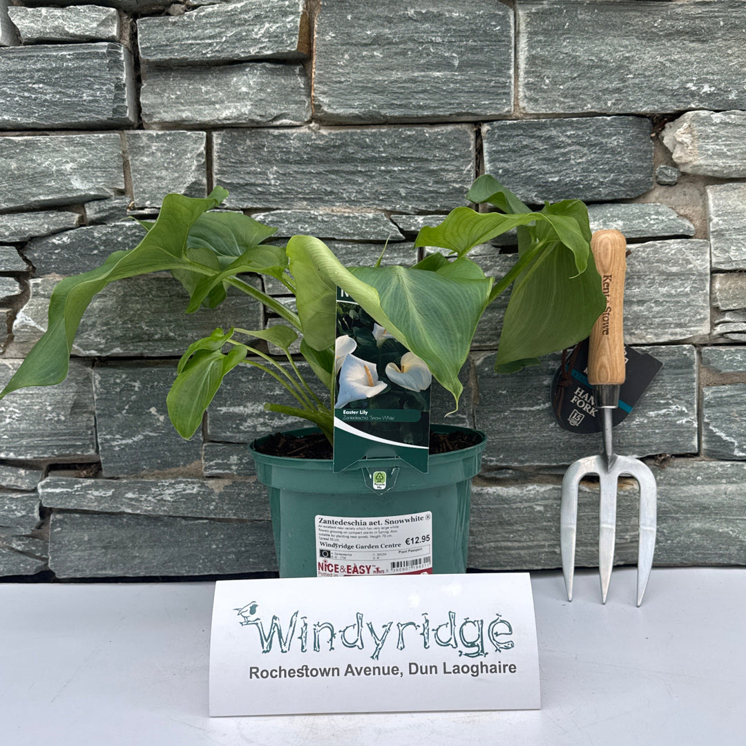 Zantedeschia aet. Snowwhite 3L