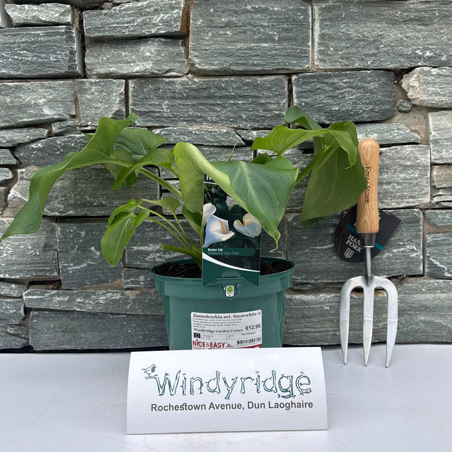 Zantedeschia aet. Snowwhite 3L - Herbaceous - Windyridge Garden Centre