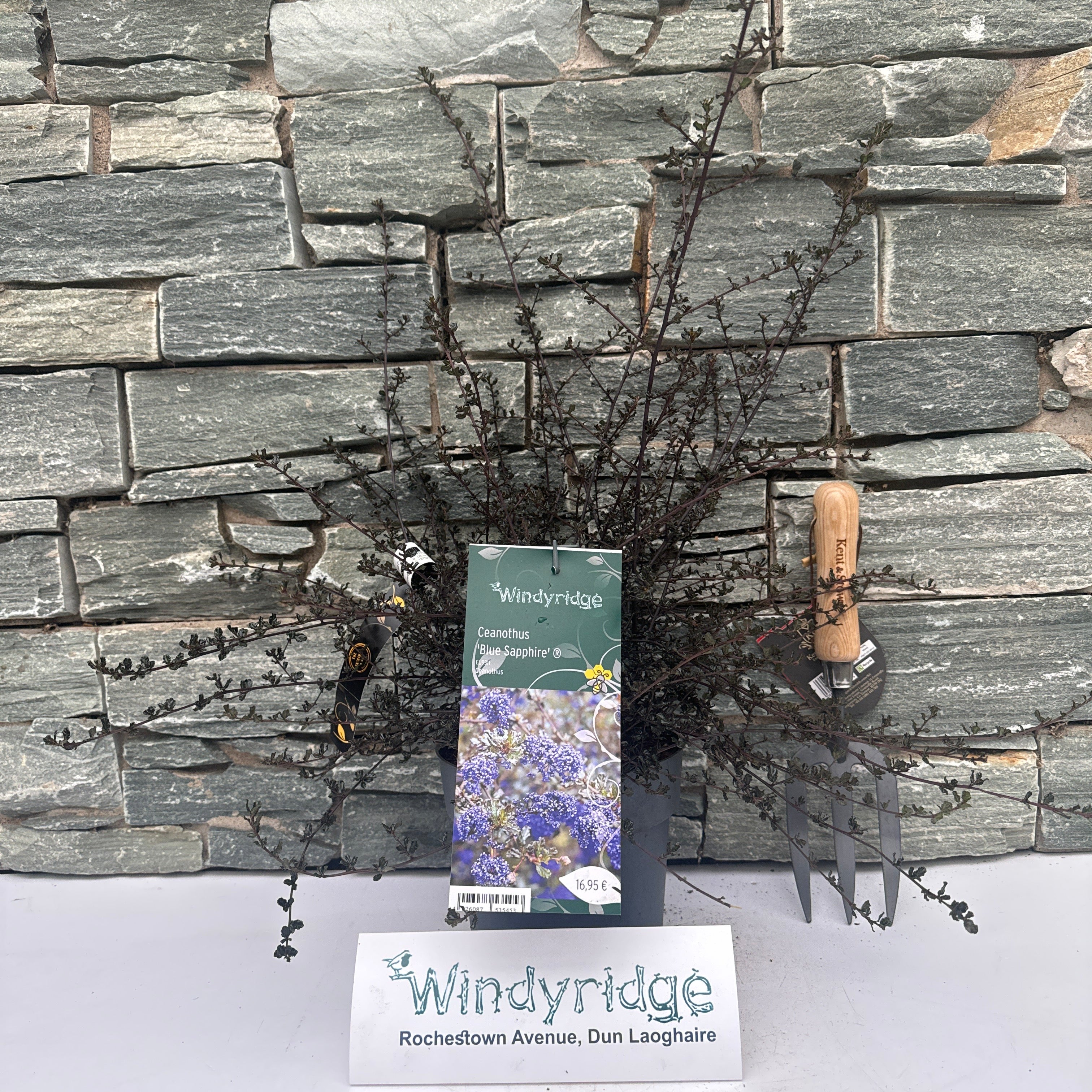 Buy Ceanothus Blue Sapphire Online | Windyridge Garden Centre ...