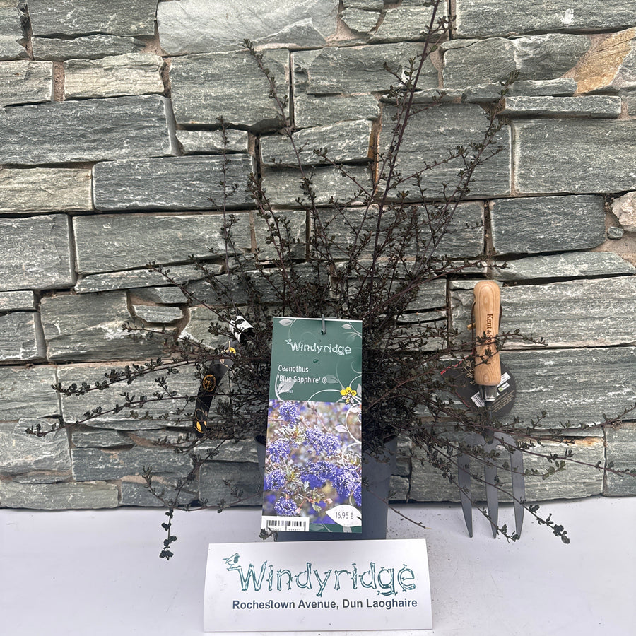 Ceanothus Blue Sapphire - Shrubs - Windyridge Garden Centre