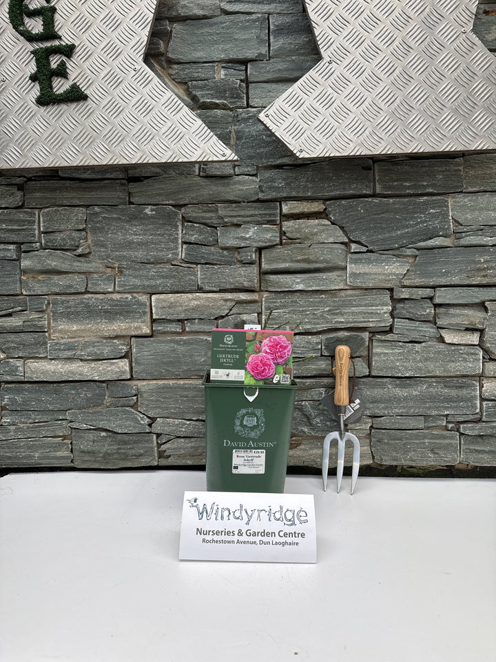 Rosa Gertrude Jekyll 6L