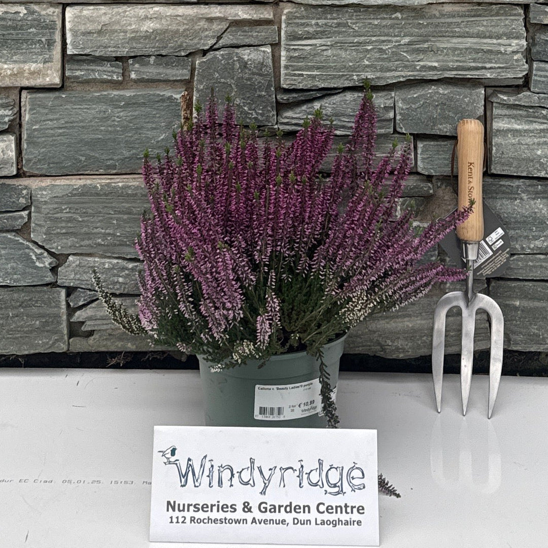 Calluna v. 'Beauty Ladies'® purple 2 Ltr pot