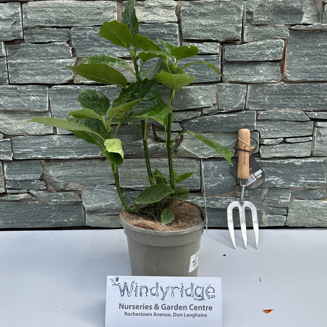 Potted plant on a stone wall with a white background and a sign reading 'Windsorridge Nurseries & Garden Centre'.