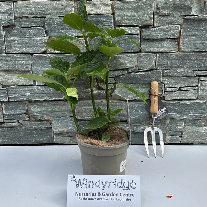 Potted plant on a stone wall with a white background and a sign reading 'Windsorridge Nurseries & Garden Centre'.