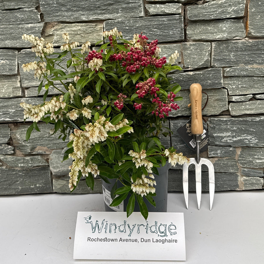 Pieris Japonica Passion - Shrubs - Windyridge Garden Centre