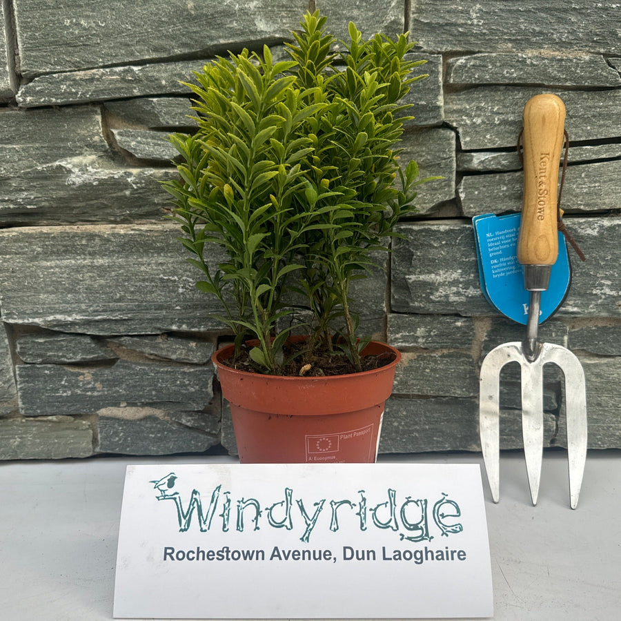 Euonymus Jap.Microphyl.Aureo Gold - Shrubs - Windyridge Garden Centre