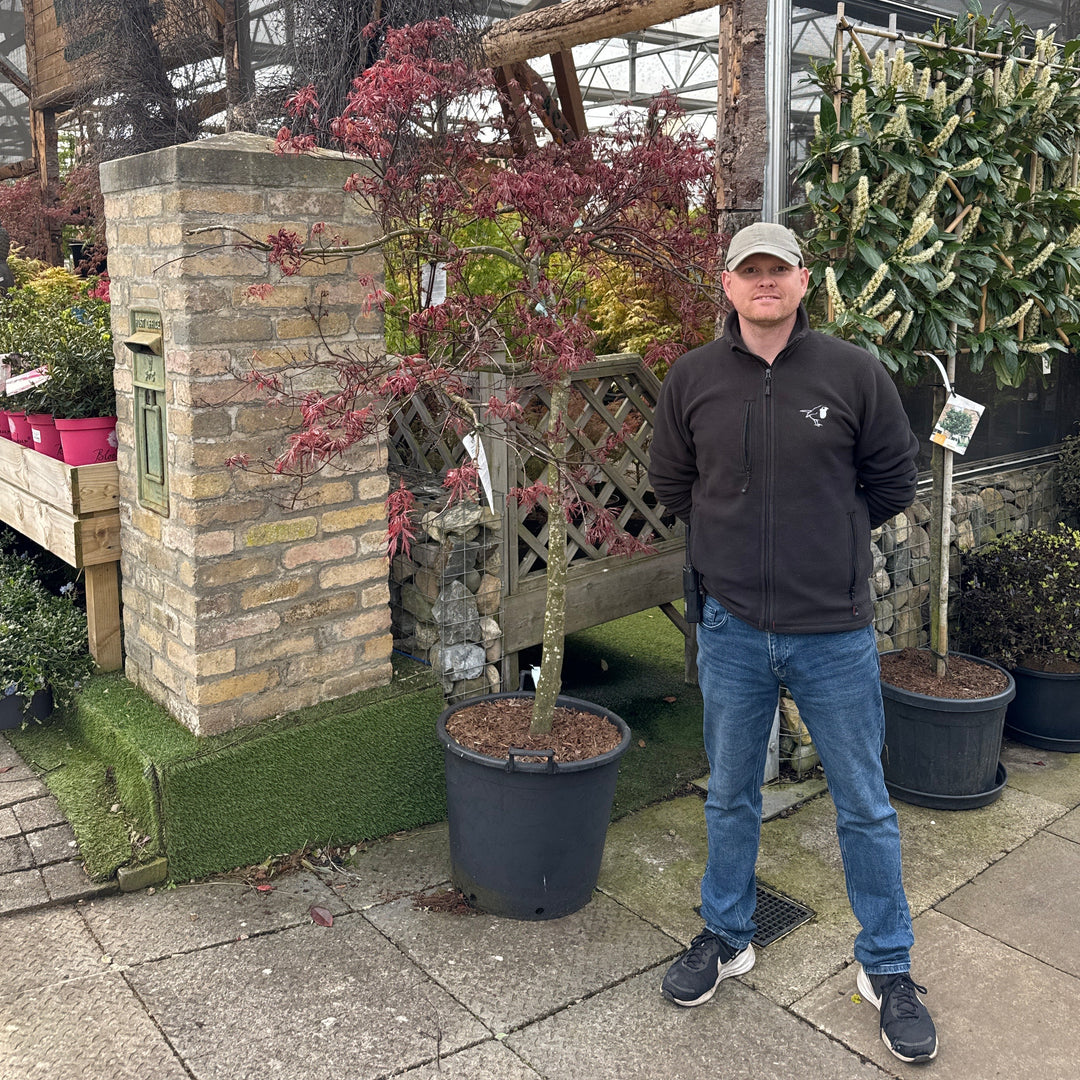 Acer Pal. Stella Rossa 100 Cm St. C 70L Head 100-125 - Trees - Windyridge Garden Centre