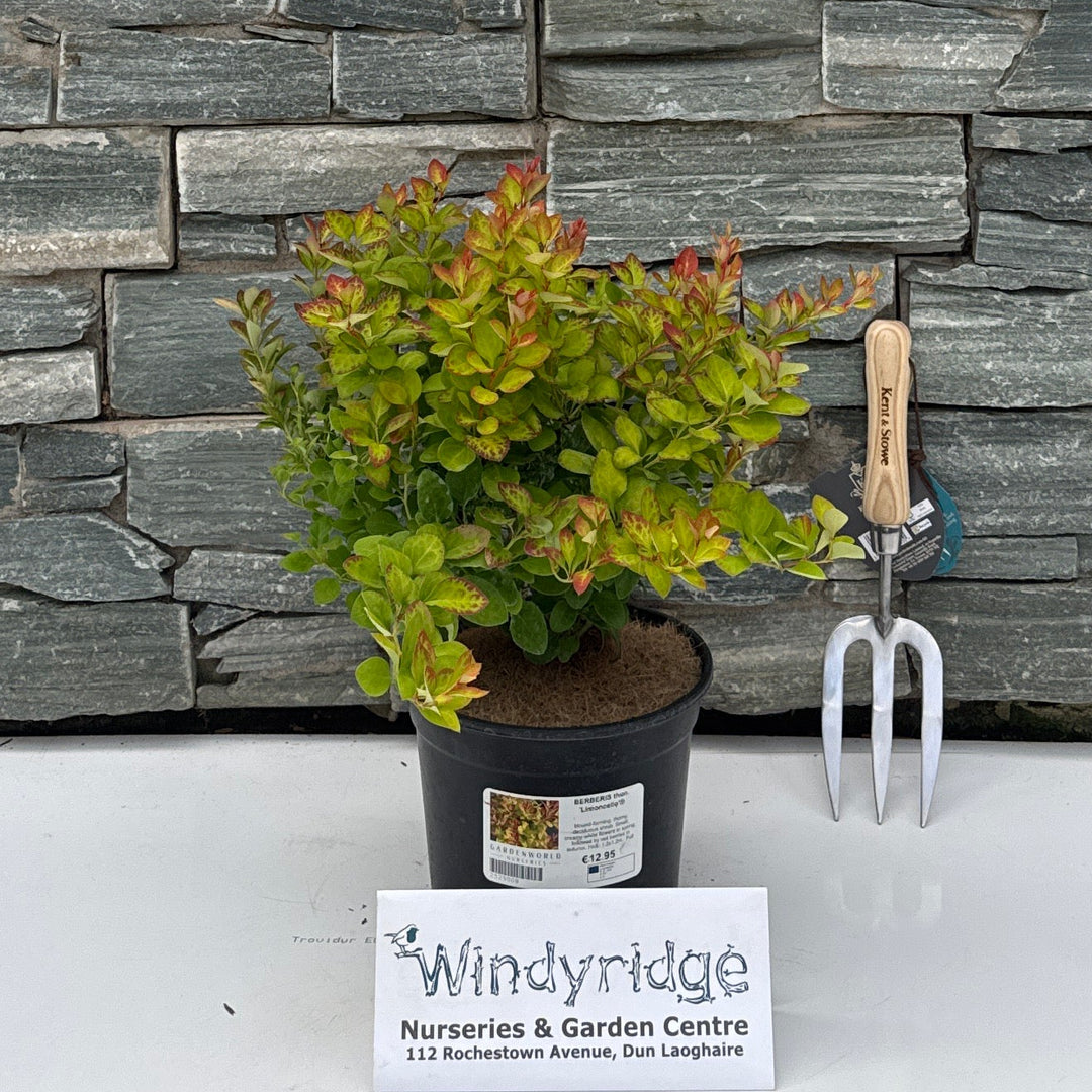 BERBERIS thun. 'Limoncello'®