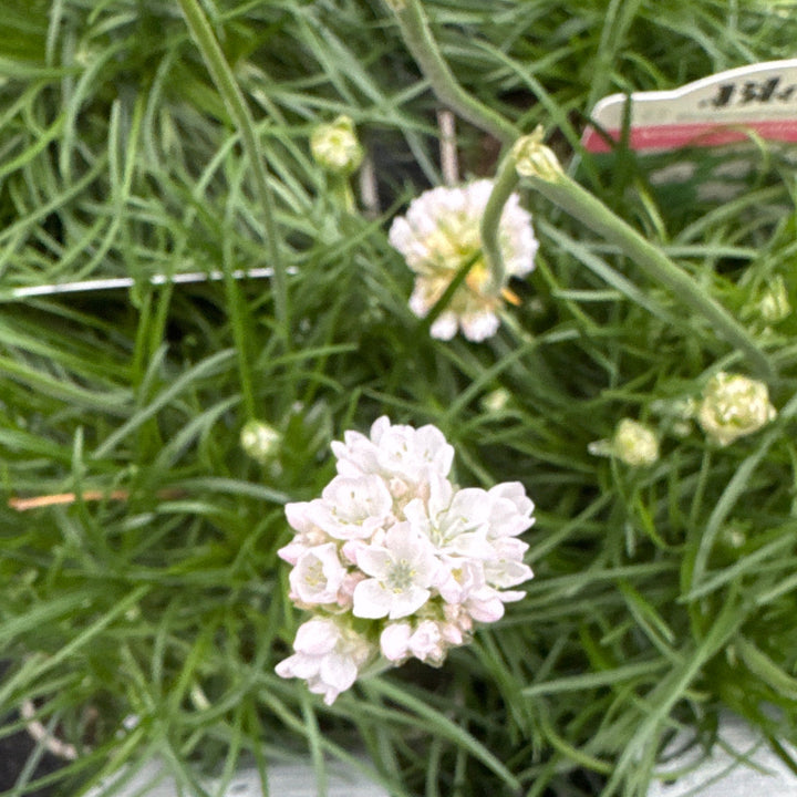 Armeria maritima Alba