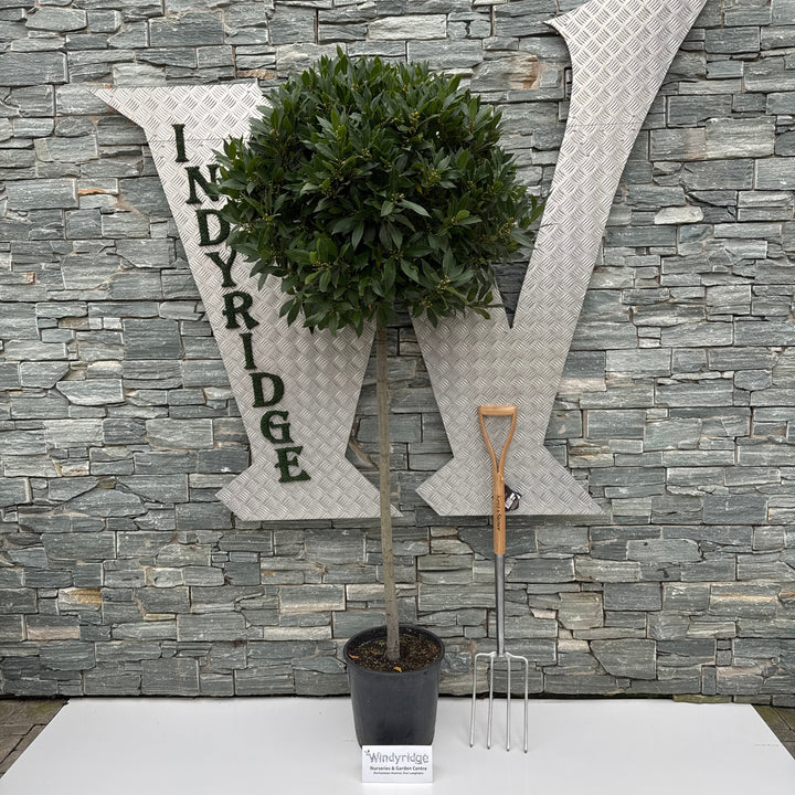 Bay Standard 5/4 Stem  Crown 65/70 Cm Dia. Pot 30cm