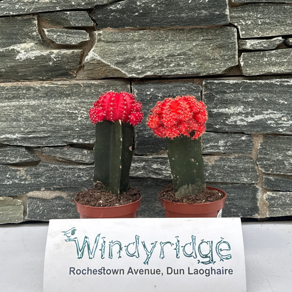Gymnocalycium Mix Nr 653 - Indoor Plants - Windyridge Garden Centre