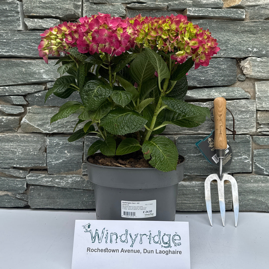 Hydrangea macr. Red
