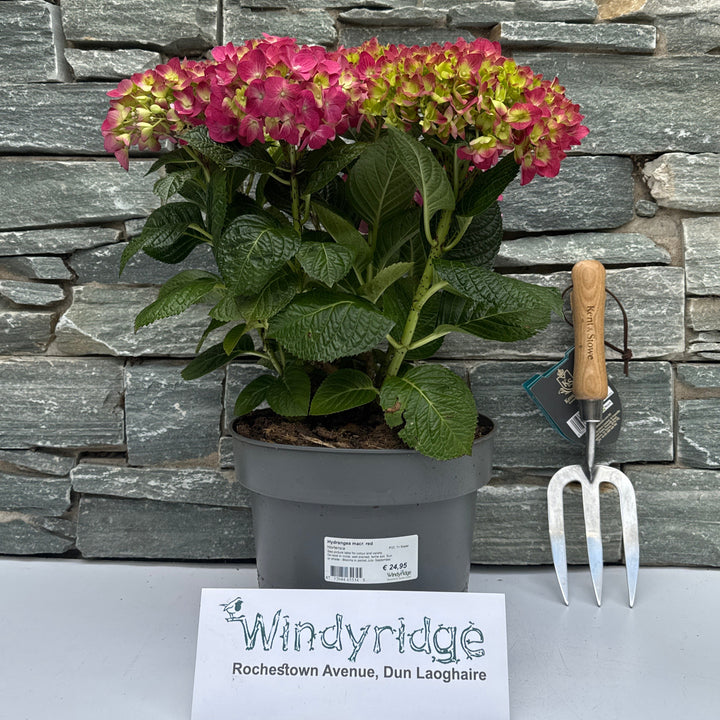 Hydrangea macr. Red