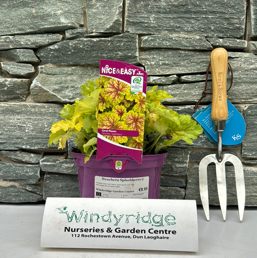 Heuchera Splashberry - Herbaceous - Windyridge Garden Centre