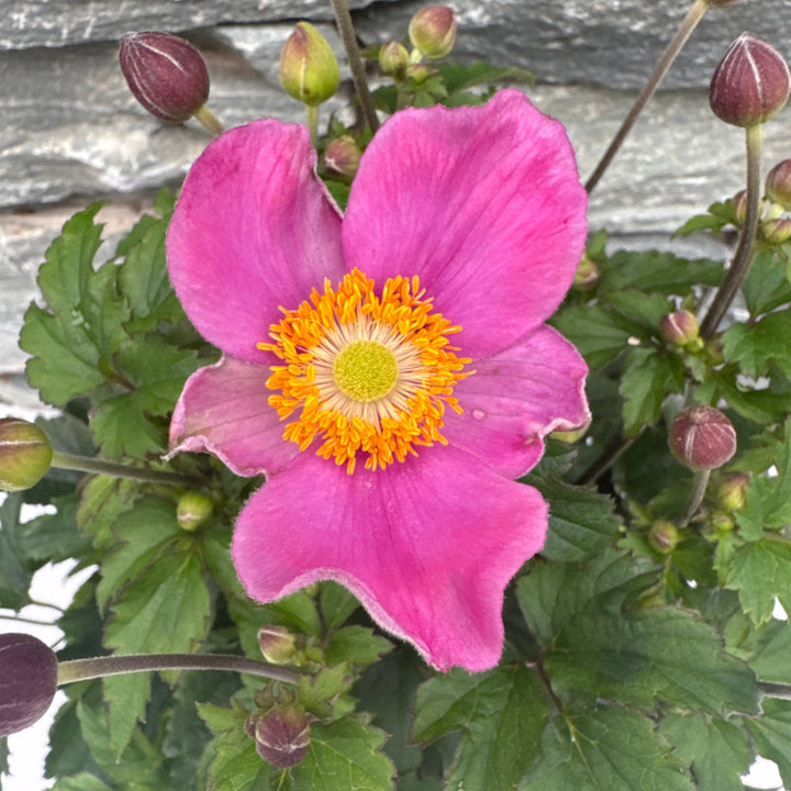 Anemone hup. Emmy Deep Rose  P17