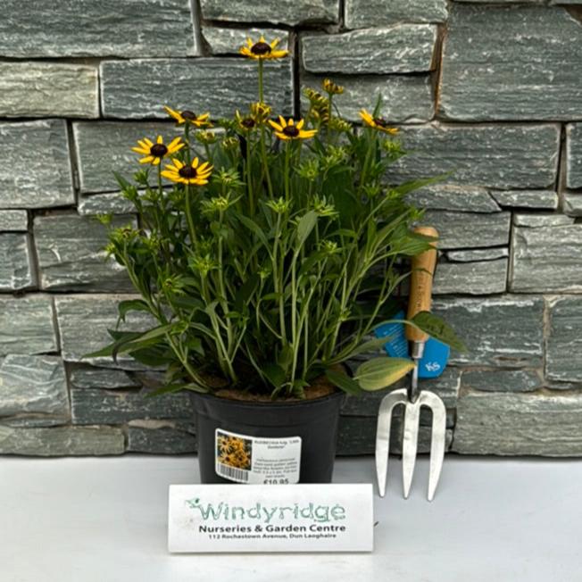 Rudbeckia Fulg. Little Goldstar - Herbaceous - Windyridge Garden Centre
