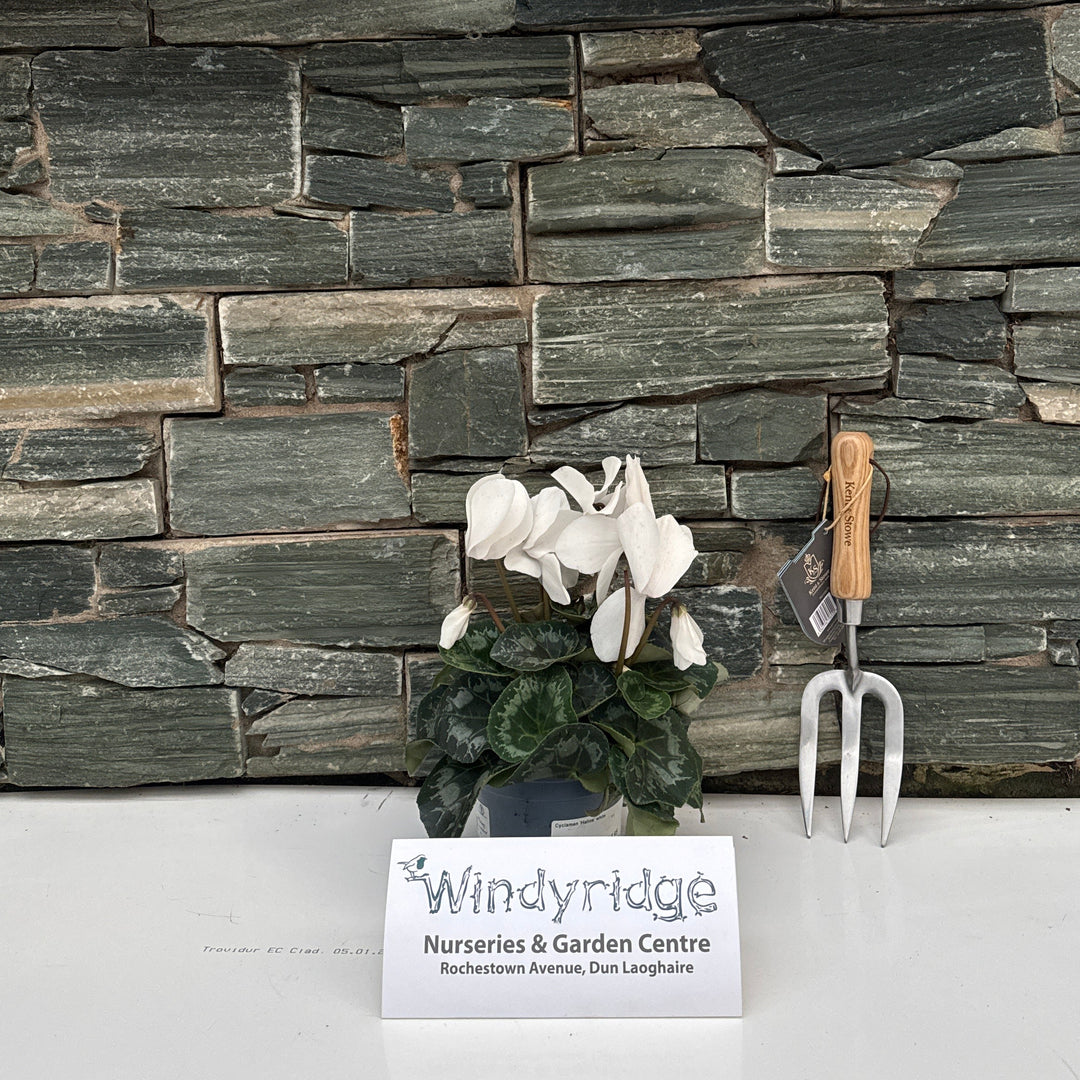 Cyclamen Halios white