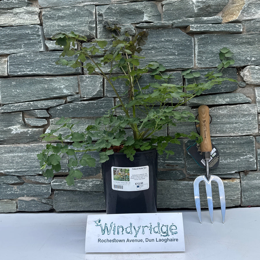 Thalictrum Elin - Herbaceous - Windyridge Garden Centre