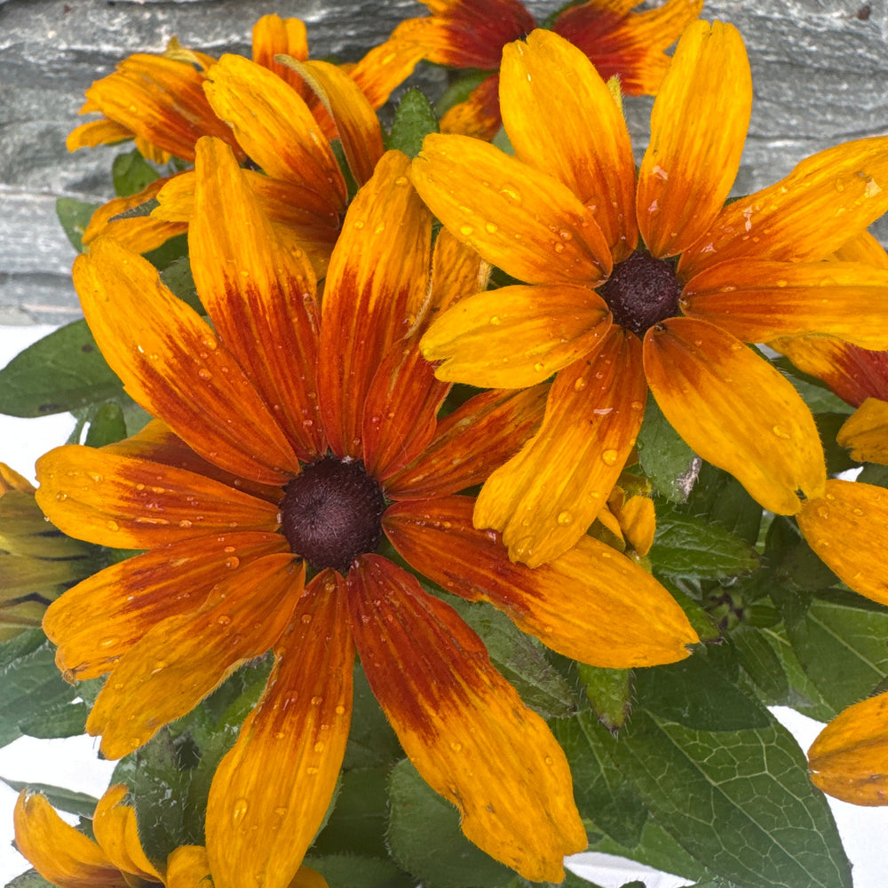Rudbeckia Minibeckia Flame - Herbaceous - Windyridge Garden Centre