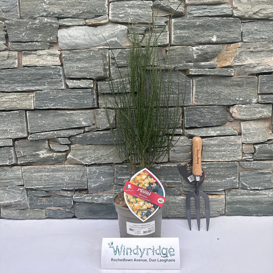Cytisus Apricot Gem - Shrubs - Windyridge Garden Centre
