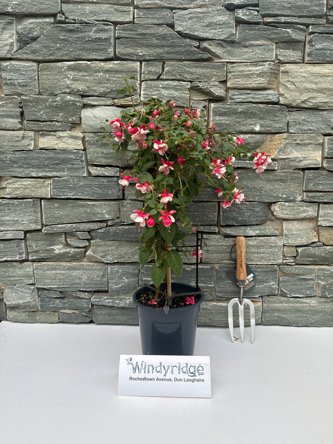 Fuchsia mix  P19, on a stem(70cm)