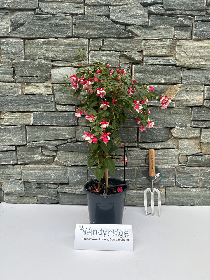 Fuchsia mix  P19, on a stem(70cm)