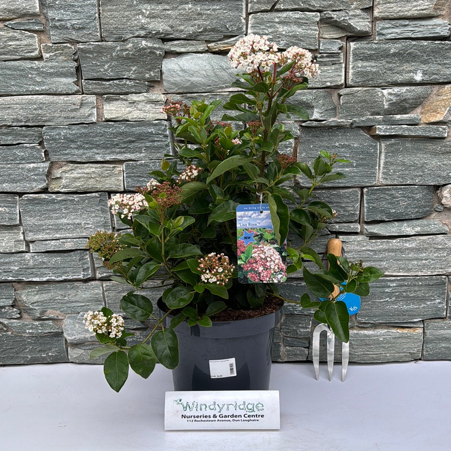Viburnum Tin. Lisarose - Shrubs - Windyridge Garden Centre